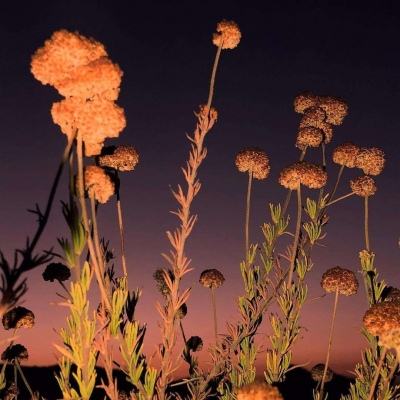 九游会agapp下载